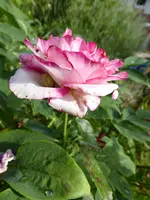 P1040580.webp
