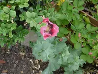 P1010055.webp