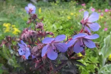DSCF9183.webp