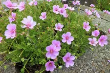 DSCF9188 (2).webp
