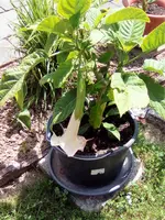 IMG_20170617_133208 (2).webp
