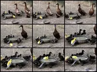 Alle meine Entchen.... v - Copy.webp