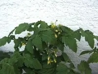 BILD7097.webp