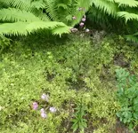 Türkenbund 01.webp