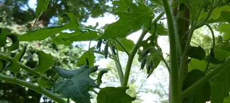 Leiche Knospen.webp