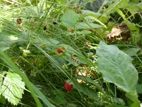 P1000271.webp