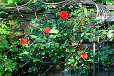 IMG_1984.webp