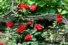 IMG_2135.webp