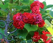 IMG_3345.webp