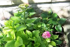 Hortensie.webp