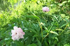 Letzte Pfiros.webp