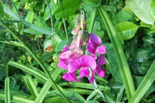 Staudenwicke.webp