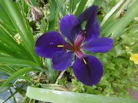 P1010077.webp