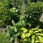 20170618_160556.webp