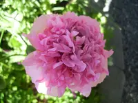 100_2377.webp