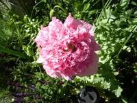 100_2378.webp