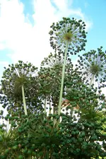 Kugellauch3.webp