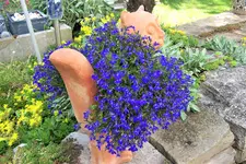 Tonkatzenpo.webp