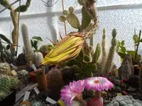 SAM_8223.webp