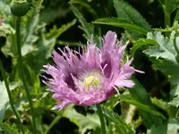 P1020470.webp