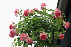 Jasmina_full bloom_upwards_pink_green3_800.webp