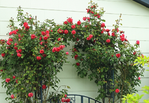 Laguna_full bloom_pink_700.webp