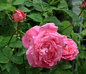 Mrs John Laing_full bloom_rose_green_800.webp