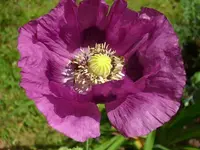 k-DSCI1444.webp