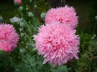 k-DSCI1468.webp