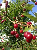 2017-06-18_18-02-18_823.jpg
