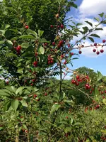 2017-06-18_18-02-38_157.jpg