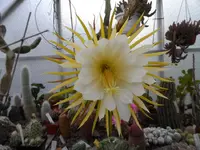 Königin (1).webp
