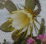 Königin (5).webp