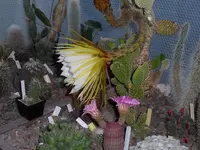 Königin (6).webp