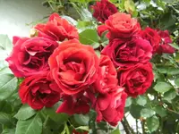 BILD6872.webp