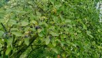 IMG_20170618_170010401.jpg