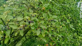 IMG_20170618_170010401.webp