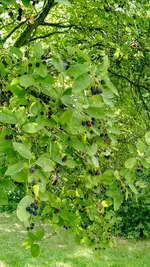 IMG_20170618_170034579.webp