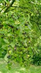 IMG_20170618_170034579.jpg