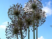 Kugellauch 2.webp