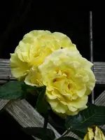 P1060009Luzia.webp