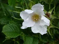 P1060019.webp