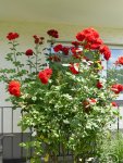 P1060109rote Hausrose.jpg