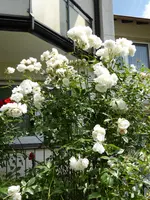 P1060110Schneewittchen.jpg