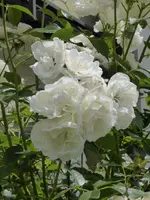 P1060111Schneewittchen.webp