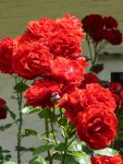P1060112rote Hausrose.jpg