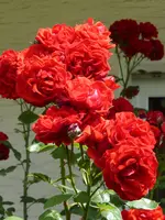 P1060112rote Hausrose.webp