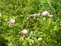 P1060123rosa Dauerblüher.jpg