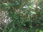 Hecke1.jpg