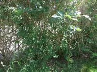 Hecke1.webp